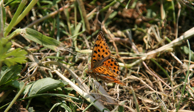 Farfalla